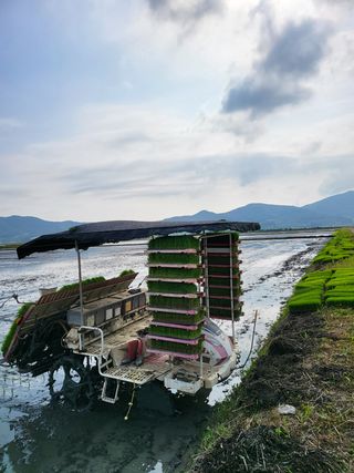 이혜인님의 벼 · 자유게시판 작성글 사진