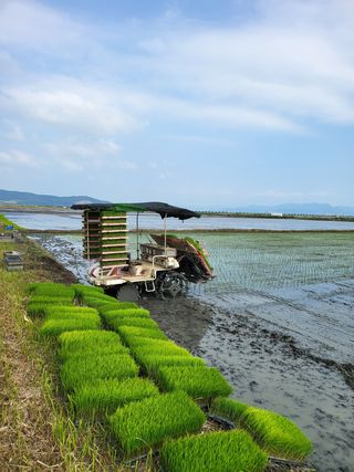 이혜인님의 벼 · 자유게시판 작성글 사진