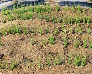 윤근순님의 파 · 자유게시판 작성글 사진