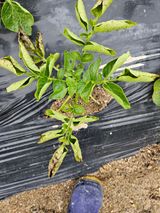 팜모닝 감자·병해충상담 게시글 이미지