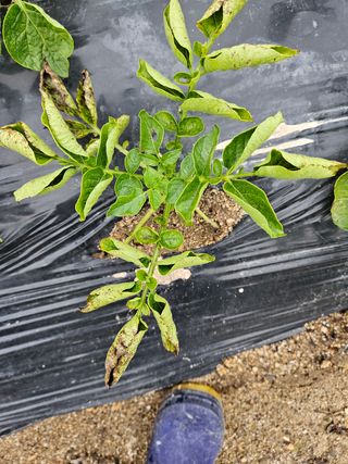 윤장원님의 감자 · 병해충상담 작성글 사진