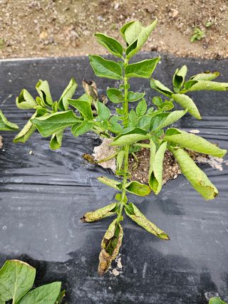 윤장원님의 감자 · 병해충상담 작성글 사진