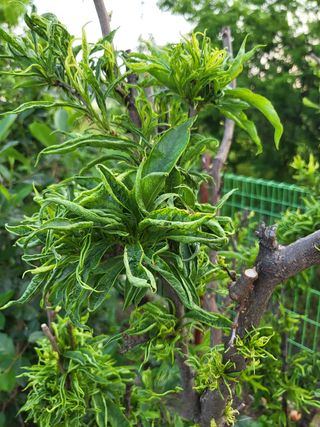 김해정님의 자두 · 병해충상담 작성글 사진