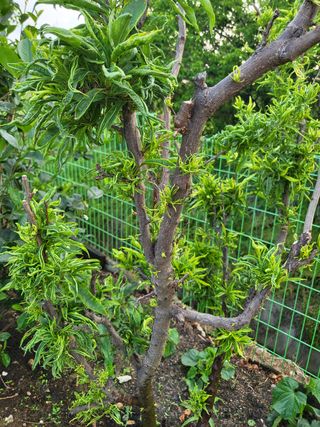 김해정님의 자두 · 병해충상담 작성글 사진