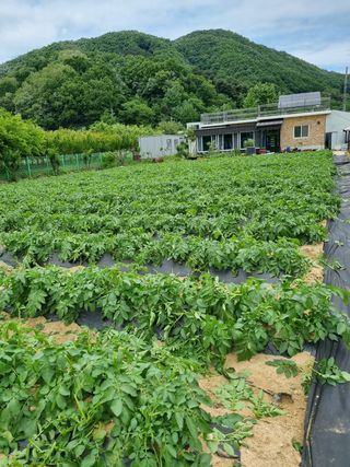 해뜰녁농장박양현님의 감자 · 자유게시판 작성글 사진