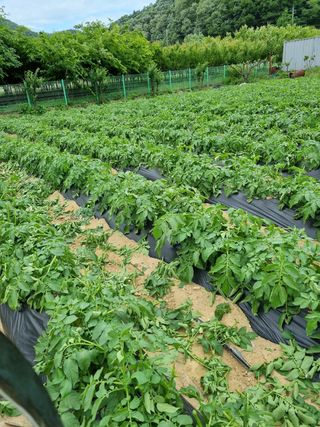 해뜰녁농장박양현님의 감자 · 자유게시판 작성글 사진