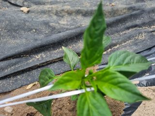 정용일님의 고추 · 지주설치•유인•성장 작성글 사진