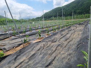 정용일님의 고추 · 지주설치•유인•성장 작성글 사진
