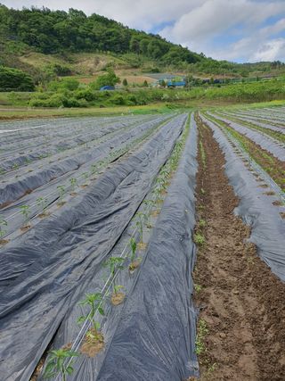 박병철님의 고추 · 제초 작성글 사진