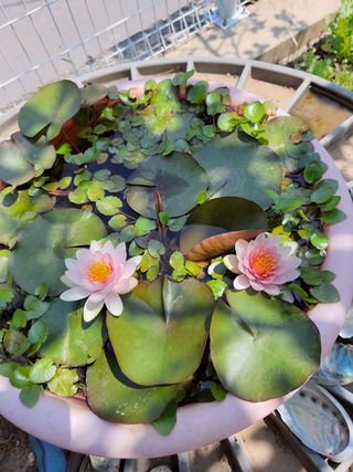 욕심내지말자님의 복숭아 · 자유게시판 작성글 사진