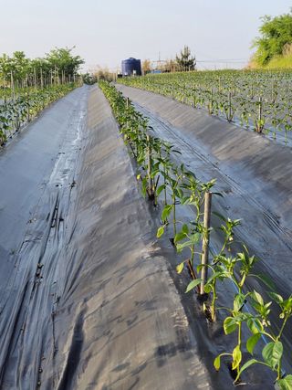 김종옥님의 고추 · 일상 작성글 사진