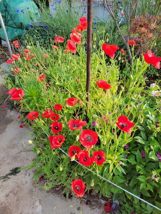 김종옥님의 고추 · 일상 작성글 사진