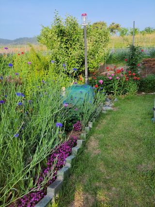 김종옥님의 고추 · 일상 작성글 사진