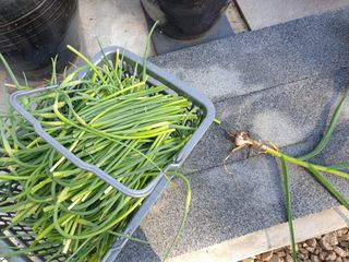 김채현 님의 마늘 · 마늘 쪽 비대기 작성글 사진