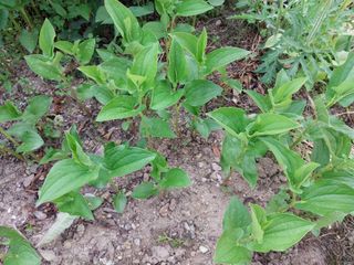 금동이네님의 복숭아 · 자유게시판 작성글 사진