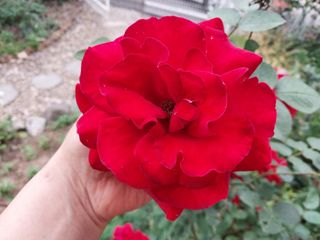 금동이네님의 복숭아 · 자유게시판 작성글 사진