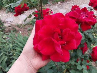 금동이네님의 복숭아 · 자유게시판 작성글 사진