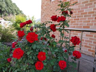 금동이네님의 복숭아 · 자유게시판 작성글 사진