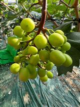 팜모닝 포도·병해충상담 게시글 이미지