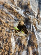 팜모닝 옥수수·자유게시판 게시글 이미지