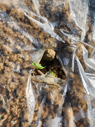 권지연.옥천.님의 옥수수 · 자유게시판 작성글 사진