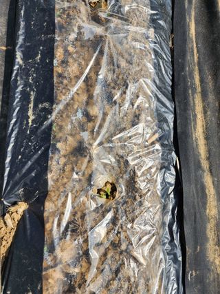 권지연.옥천.님의 옥수수 · 자유게시판 작성글 사진