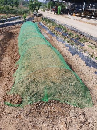 이철우님의 배추 · 파종•정식 작성글 사진