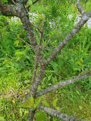 곰배령에 살자님의 사과 · 병해충상담 작성글 사진