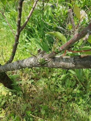 곰배령에 살자님의 사과 · 병해충상담 작성글 사진