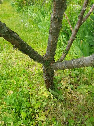 곰배령에 살자님의 사과 · 병해충상담 작성글 사진