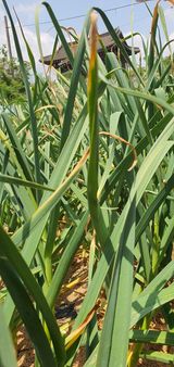 팜모닝 마늘·병해충상담 게시글 이미지