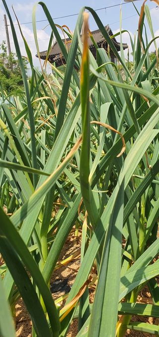 또순이떼지누리님의 마늘 · 병해충상담 작성글 사진