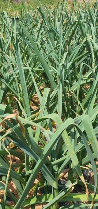 또순이떼지누리님의 마늘 · 병해충상담 작성글 사진