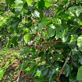 식이가님의 자유주제 · 자유게시판 작성글 사진