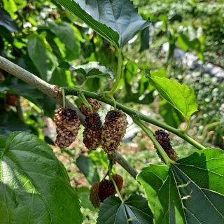 식이가님의 자유주제 · 자유게시판 작성글 사진