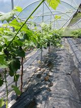 팜모닝 포도·자유게시판 게시글 이미지