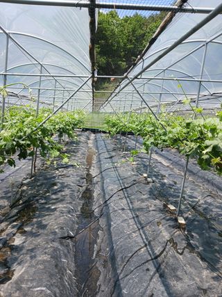 혁이네농원님의 포도 · 자유게시판 작성글 사진