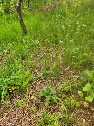 임태빈탑정호주말농장님의 기타작물 · 자유게시판 작성글 사진