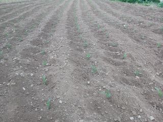 박흥구님의 옥수수 · 자유게시판 작성글 사진