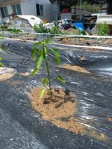 팜모닝 고추·병해충상담 게시글 이미지