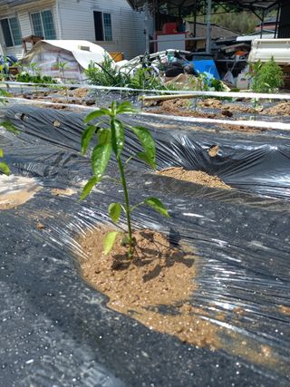 호박8550님의 고추 · 병해충상담 작성글 사진