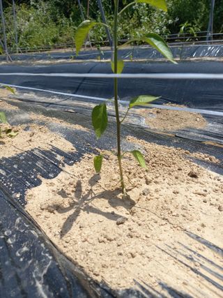 호박8550님의 고추 · 병해충상담 작성글 사진