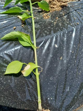 호박8550님의 고추 · 병해충상담 작성글 사진