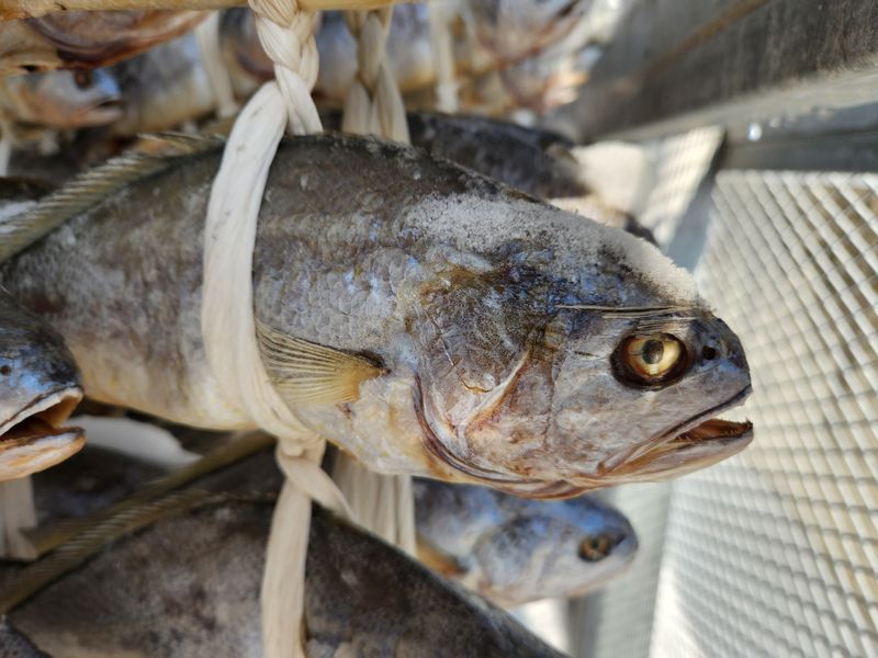 임성환님의 장터 판매 상품 [영광 보리굴비 10마리 (부세)] 첨부 사진