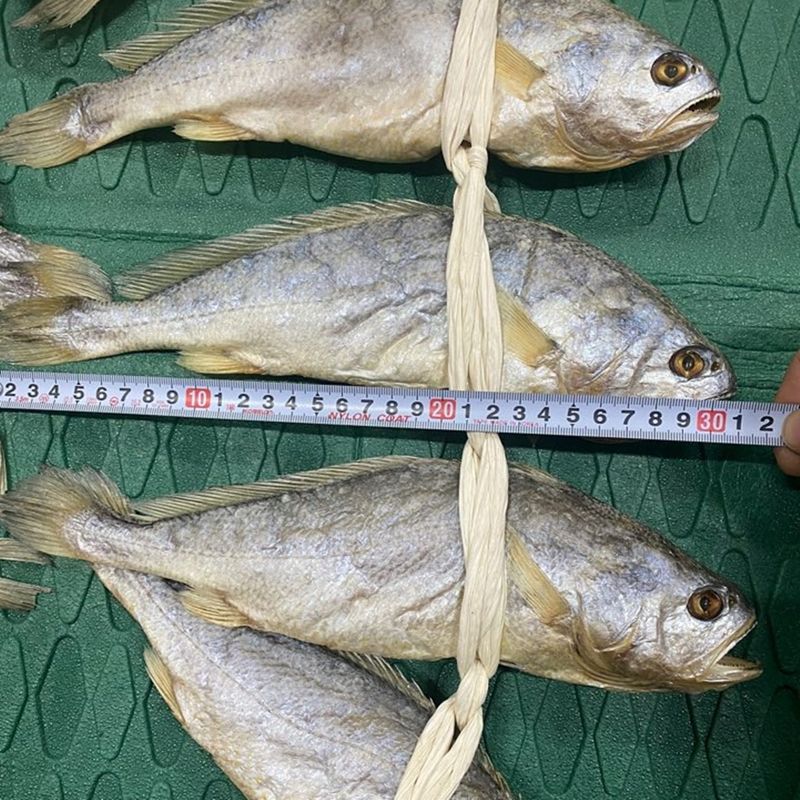 임성환님의 장터 판매 상품 [영광 보리굴비 10마리 (부세)] 첨부 사진