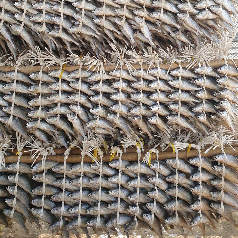 임성환님의 장터 판매 상품 [영광 보리굴비 10마리 (부세)] 첨부 사진