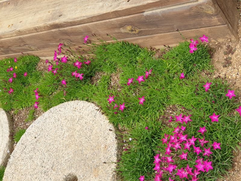 최순님의 장터 판매 상품 [잔디꽃 패랭이꽃 ] 첨부 사진