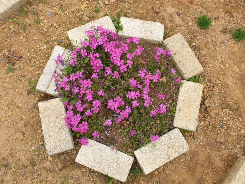 최순님의 장터 판매 상품 [잔디꽃 패랭이꽃 ] 첨부 사진