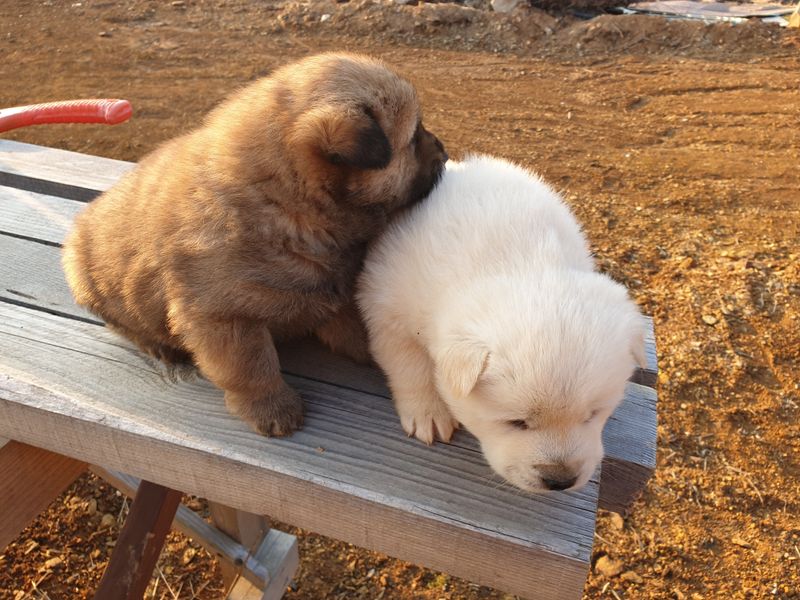 최순님의 장터 판매 상품 [잔디꽃 패랭이꽃 ] 첨부 사진