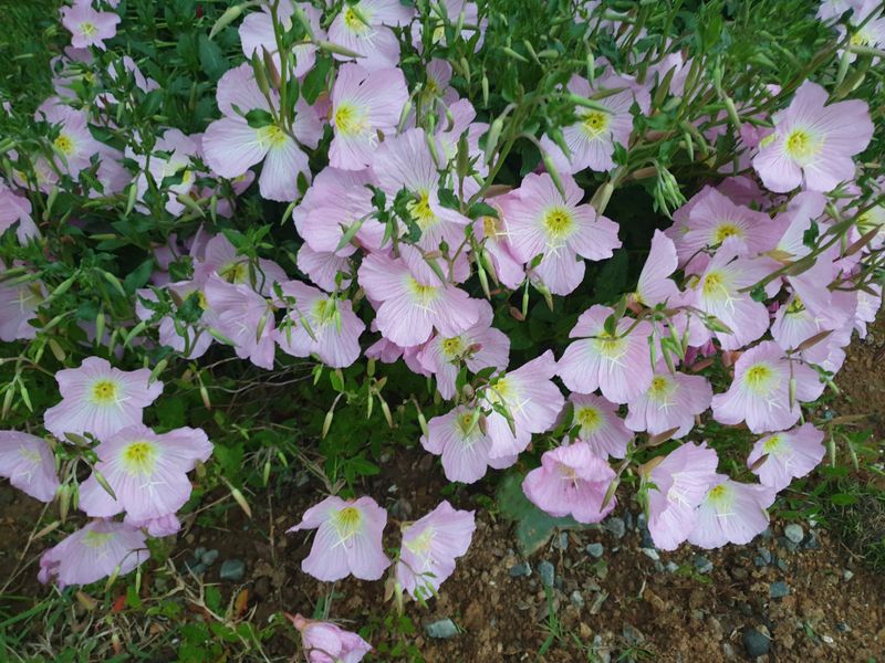 알 수 없음님의 장터 판매 상품 [잔디꽃 패랭이꽃 ] 첨부 사진